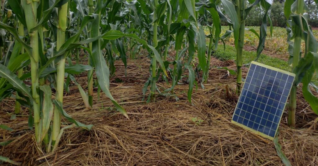 A SolarSPELL library platform sits in a a cornfield, resting against one of the stalks.