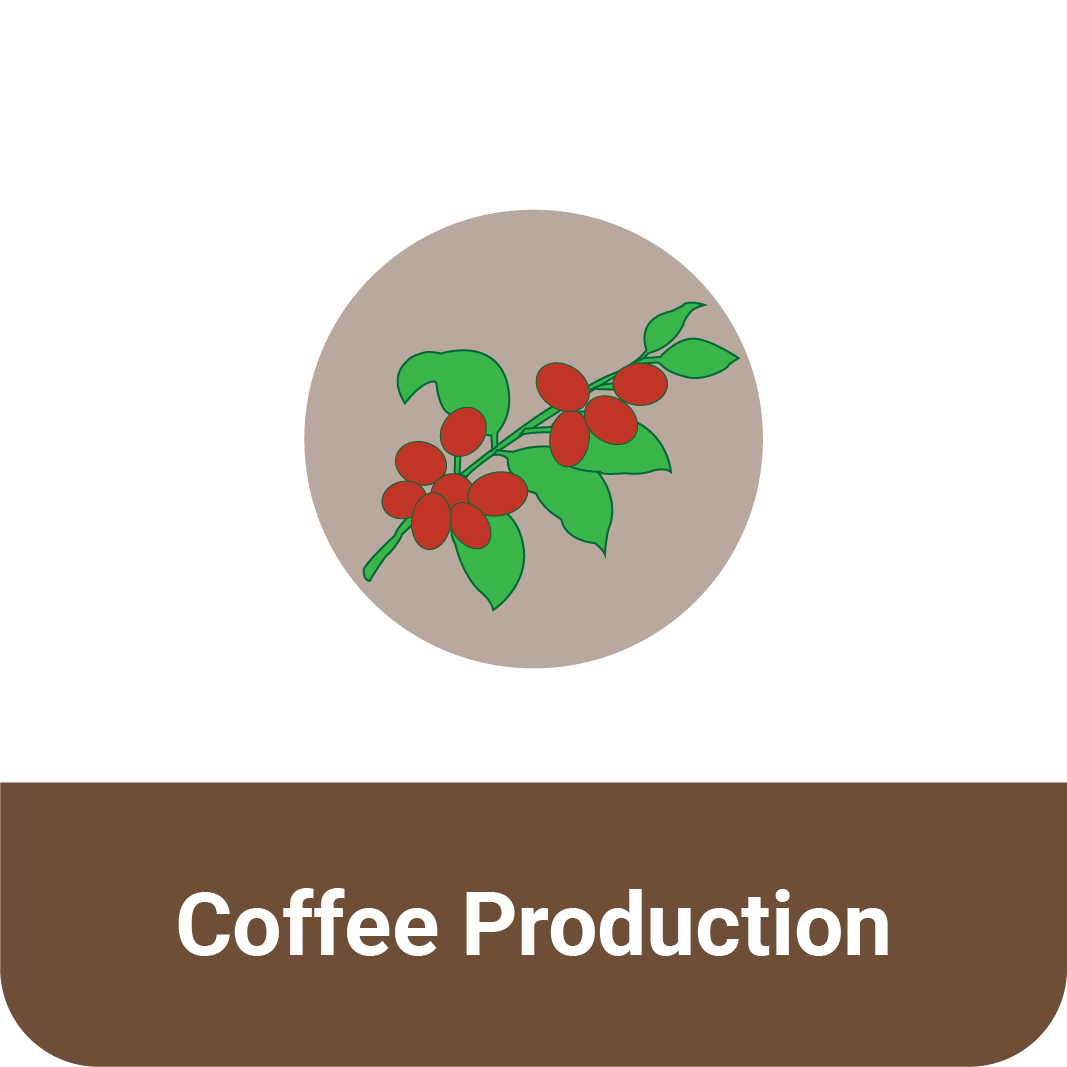 Title that reads "Coffee Production" under an icon of a coffee plant.